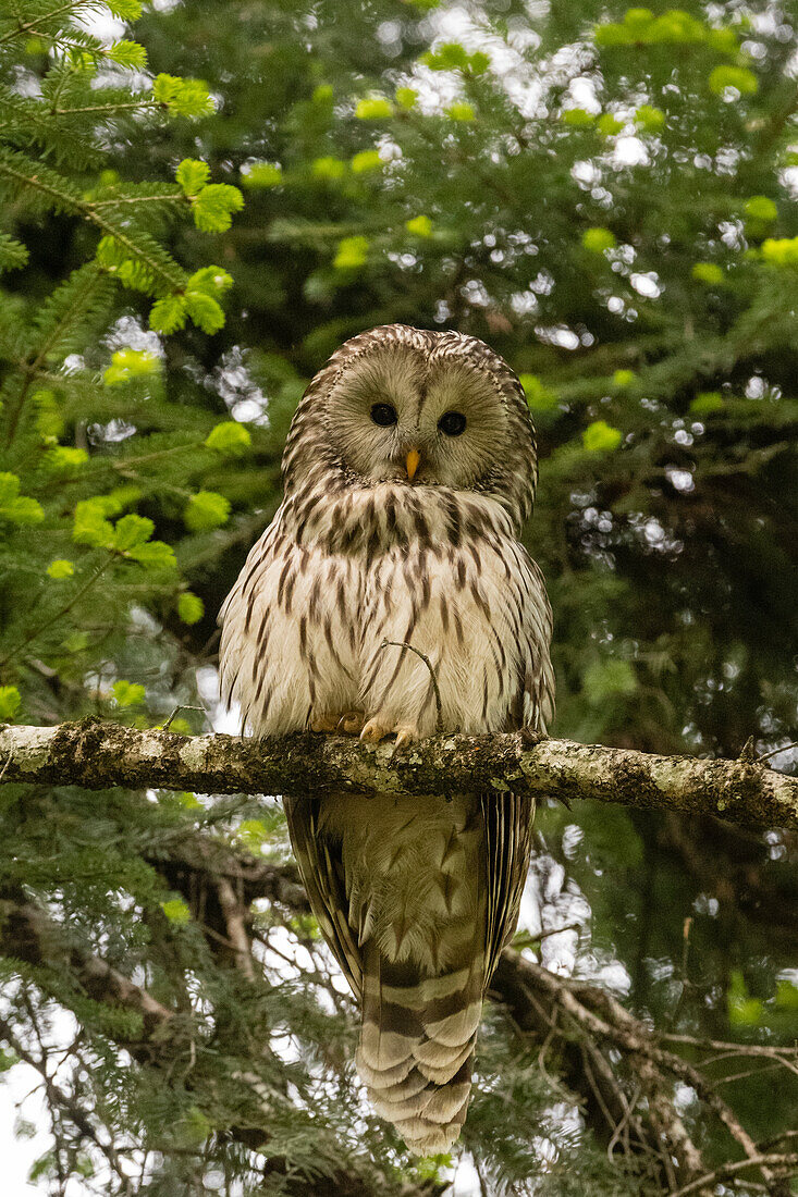 Ein Uralkauz, Strix uralensis, sitzt auf einem Ast und schaut in die Kamera. Notranjska-Wald, Innerkrain, Slowenien