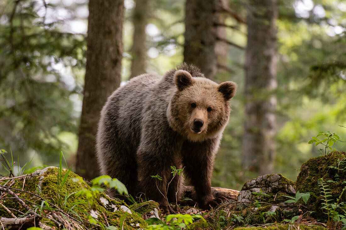 Ein europäischer Braunbär, Ursus arctos, steht und schaut in die Kamera. Notranjska-Wald, Innere Krain, Slowenien