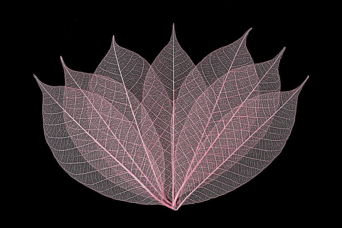 Rose colored skeleton leaves arranged on black background