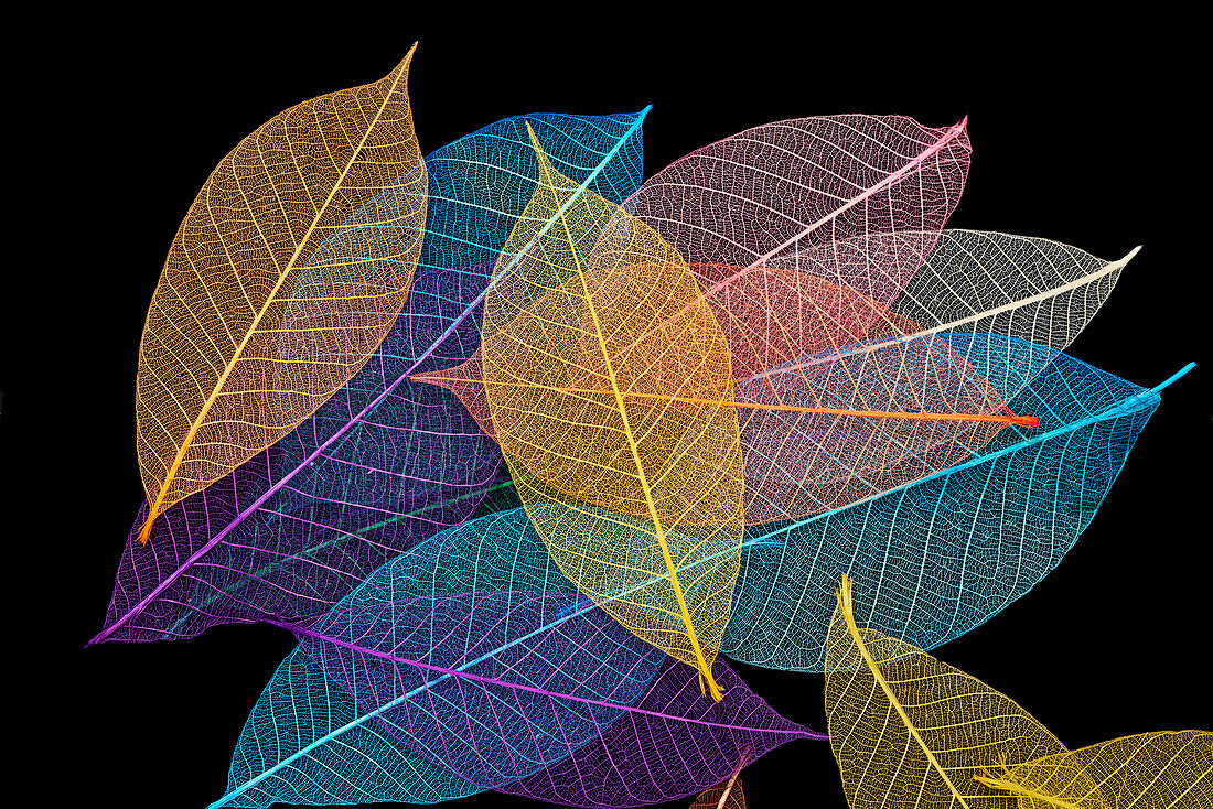 Multi-colored skeleton leaves arranged on black background.