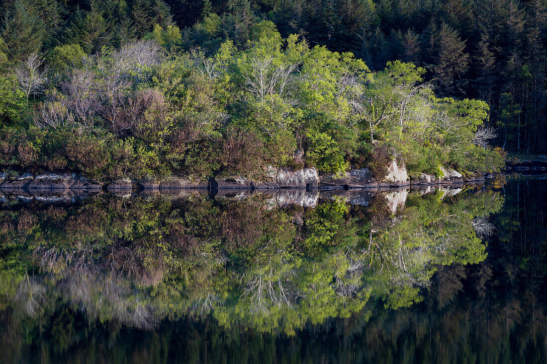 Ireland. Forest and rock shore reflections on Lake Cummeenduff.