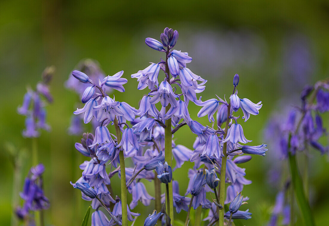 Ireland, Killarney National Park. Close-up of bluebell flowers.