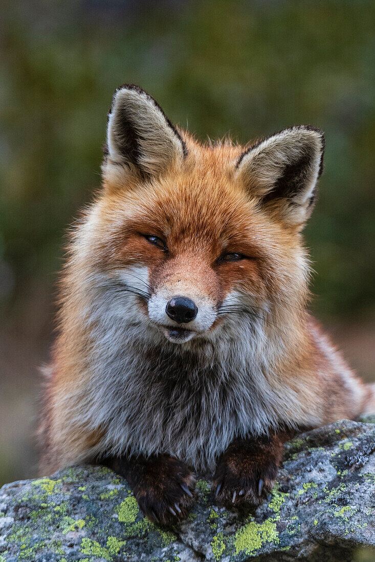 A red fox, Vulpes vulpes, sitting on a rock and looking at the camera. Aosta, Valsavarenche, Gran Paradiso National Park, Italy.