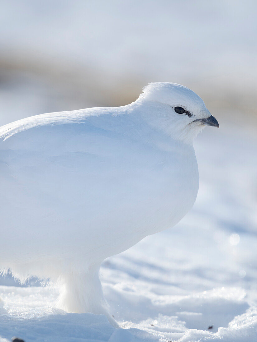 Rock Ptarmigan, during winter in the tundra of Svalbard in Van Mijenfjorden National Park. Arctic Region, Scandinavia, Norway, Svalbard