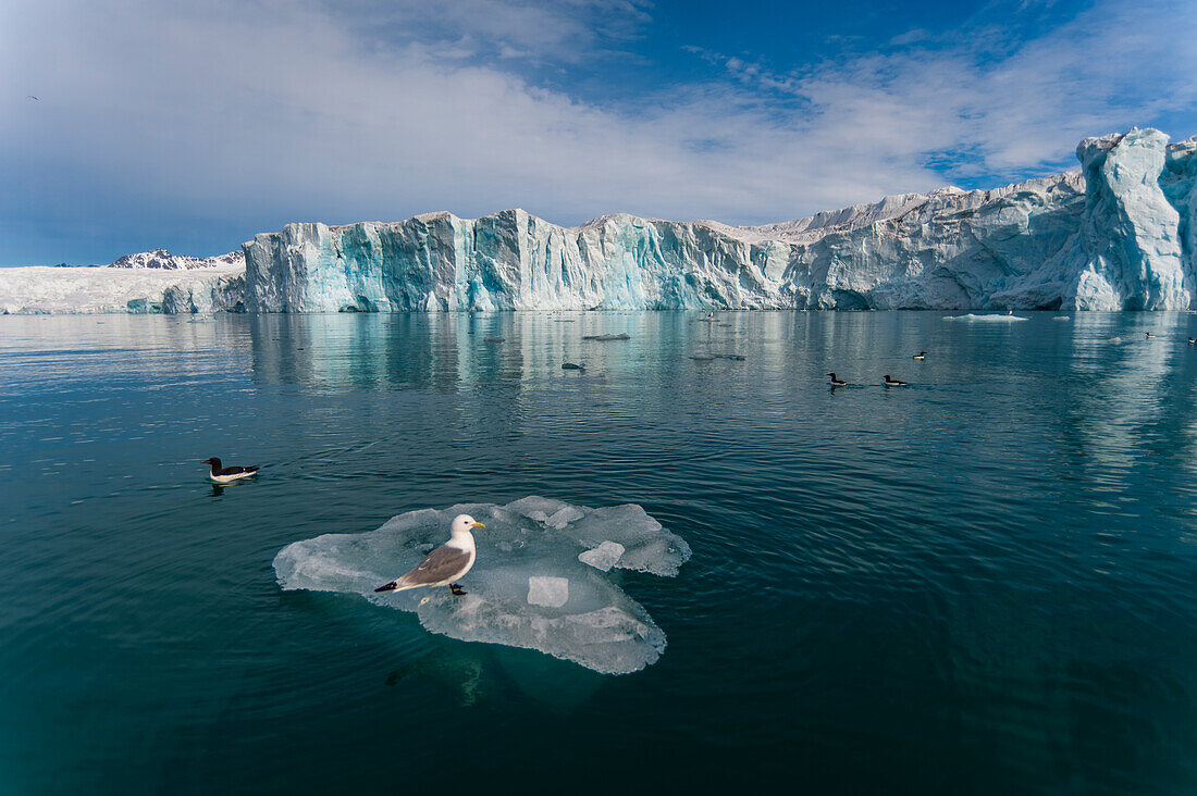 Sea gulls on ice floe in arctic waters fronting Lilliehook Glacier. Lilliehookfjorden, Spitsbergen Island, Svalbard, Norway.