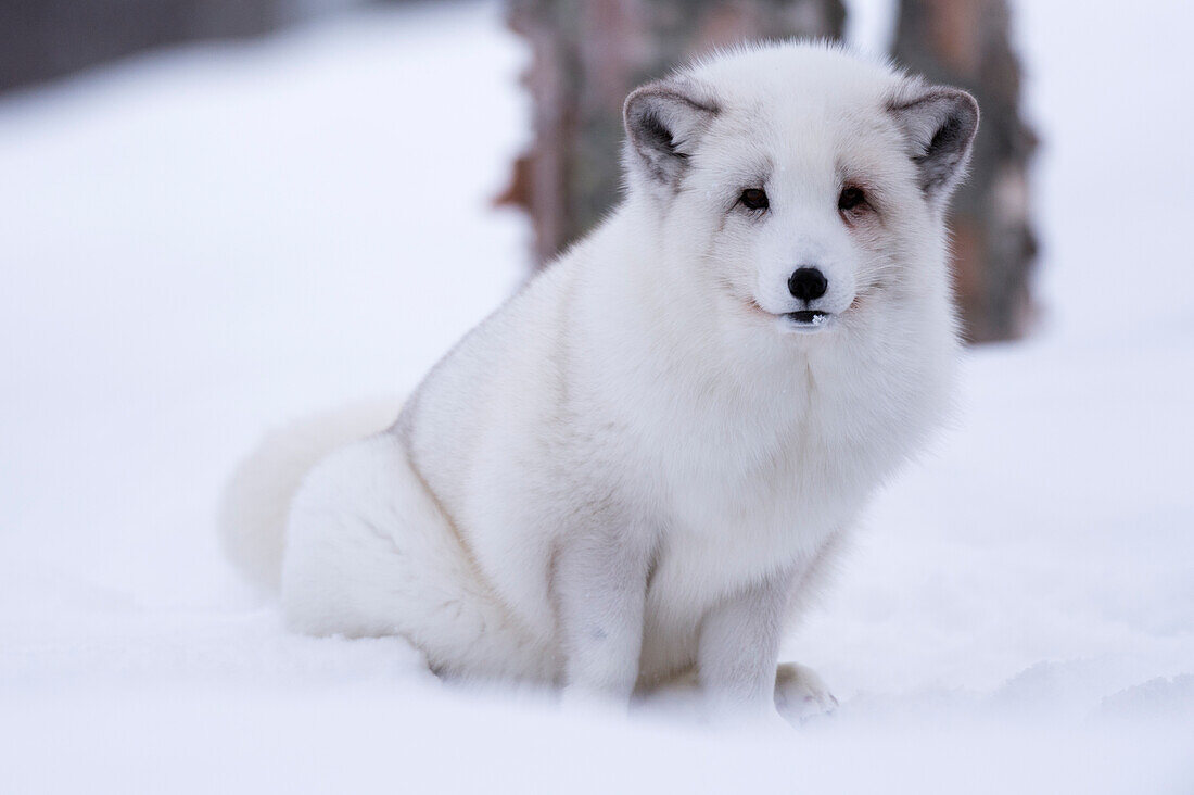 Portrait of an arctic fox, Vulpes lagopus, in the snow. Polar Park, Bardu, Troms, Norway.