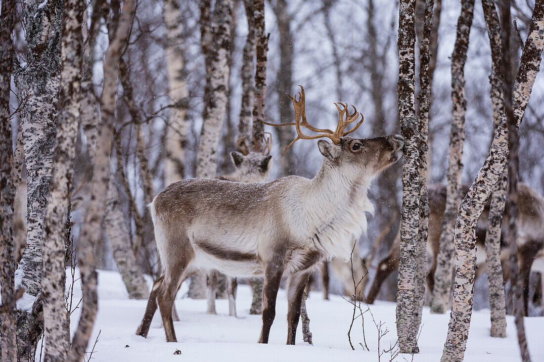 A reindeer, Rangifer tarandus, in a snowy forest. Bardu, Troms, Norway.