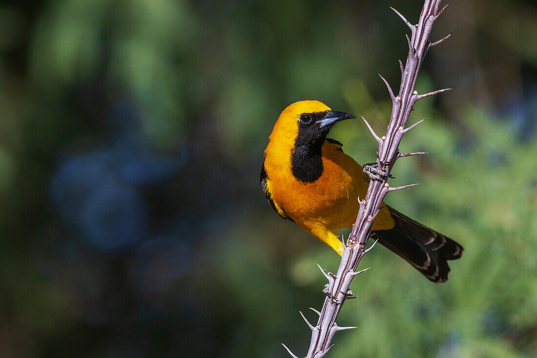 Hooded oriole perched on cactus stem, USA Arizona