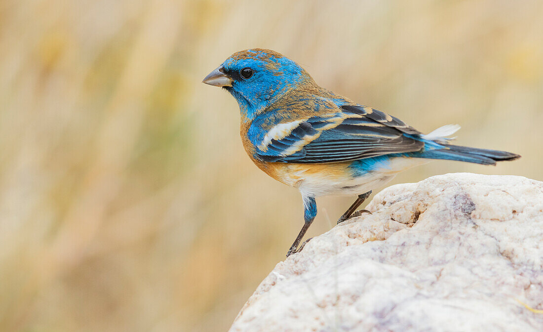 Lazuli bunting male with molting plumage, USA, Arizona