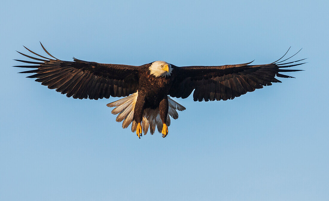 USA, Bundesstaat Washington. Hood Canal, Salish Sea, Weißkopfseeadler im Landeanflug