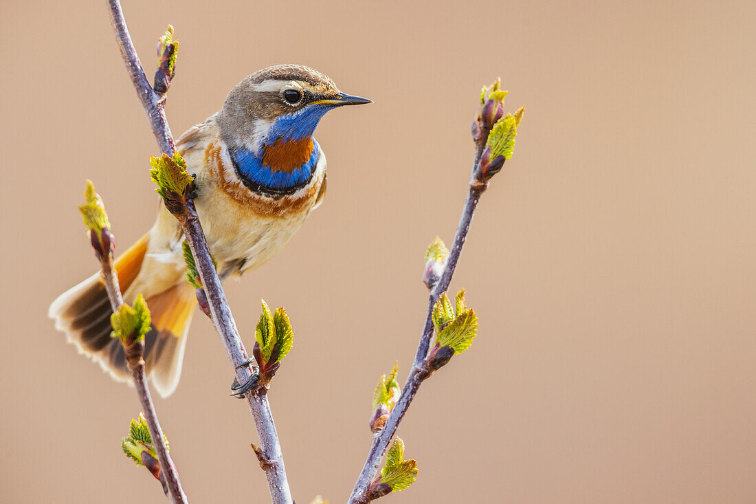 Bluethroat, checking on his territory