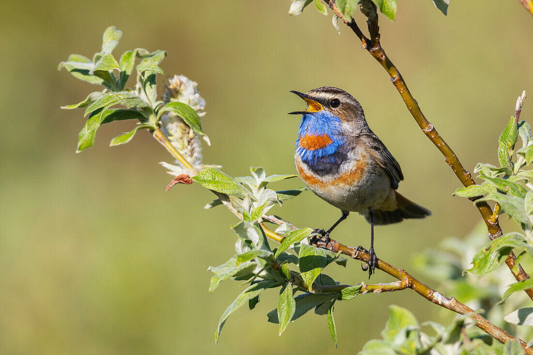 Bluethroat singing, his territory song on the arctic tundra. USA, Alaska, Seward Peninsula