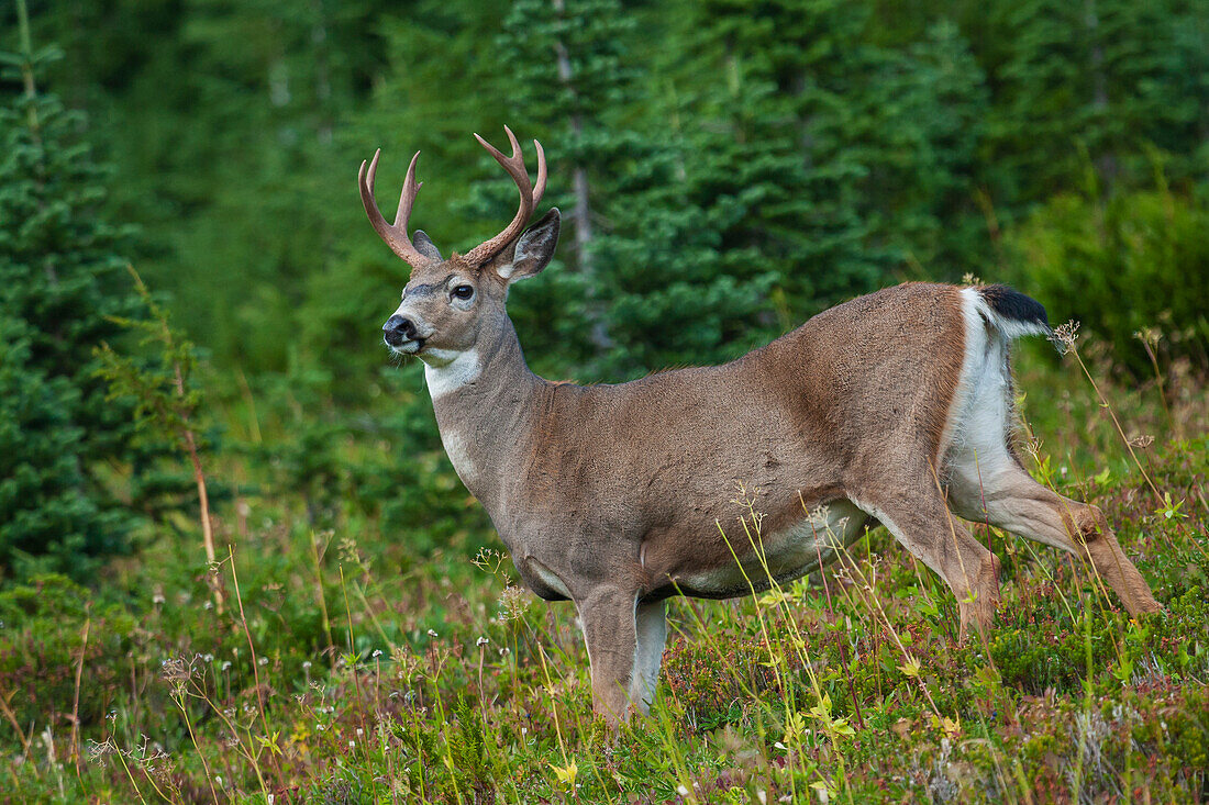 Black-tailed deer buck