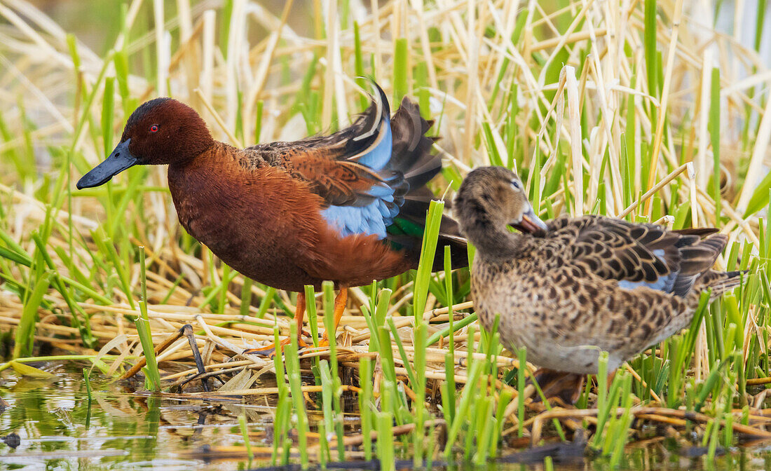 Cinnamon teal pair preening