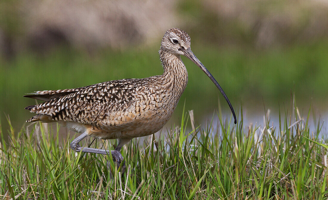 USA, Montana, Großer Brachvogel auf Nahrungssuche