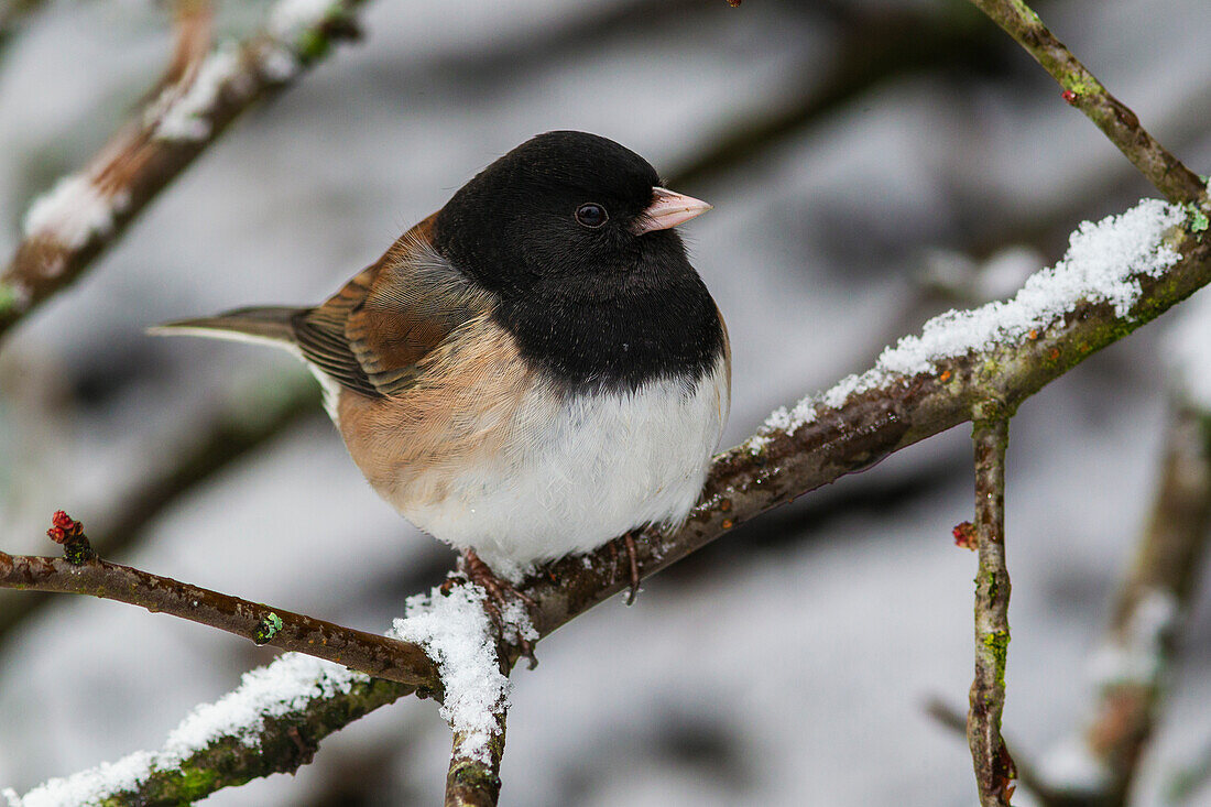 USA, Washington State. Titlow Park, dark-eyed Junco (Oregon Race), winter snow