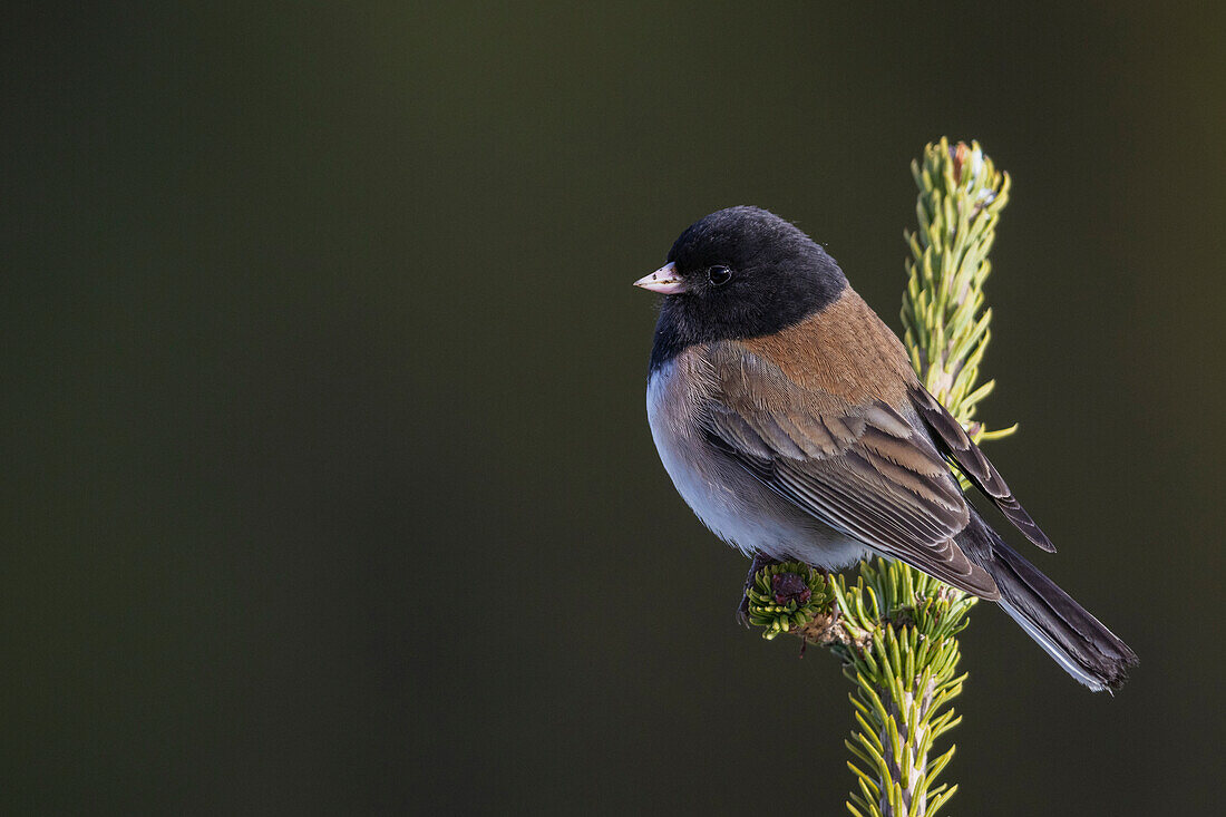 USA, Washington State. Olympic National Park, dark-eyed Junco (Oregon Race)