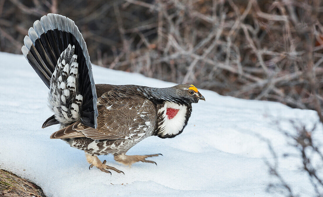 Dusky grouse in courtship display, trying to impress a nearby female grouse,. USA, Colorado