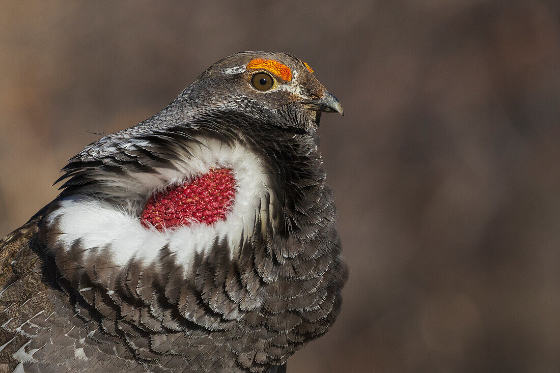 Moorschneehuhn, Nahaufnahme, Balzruf, versucht, ein nahegelegenes weibliches Moorschneehuhn zu beeindrucken,. USA, Colorado