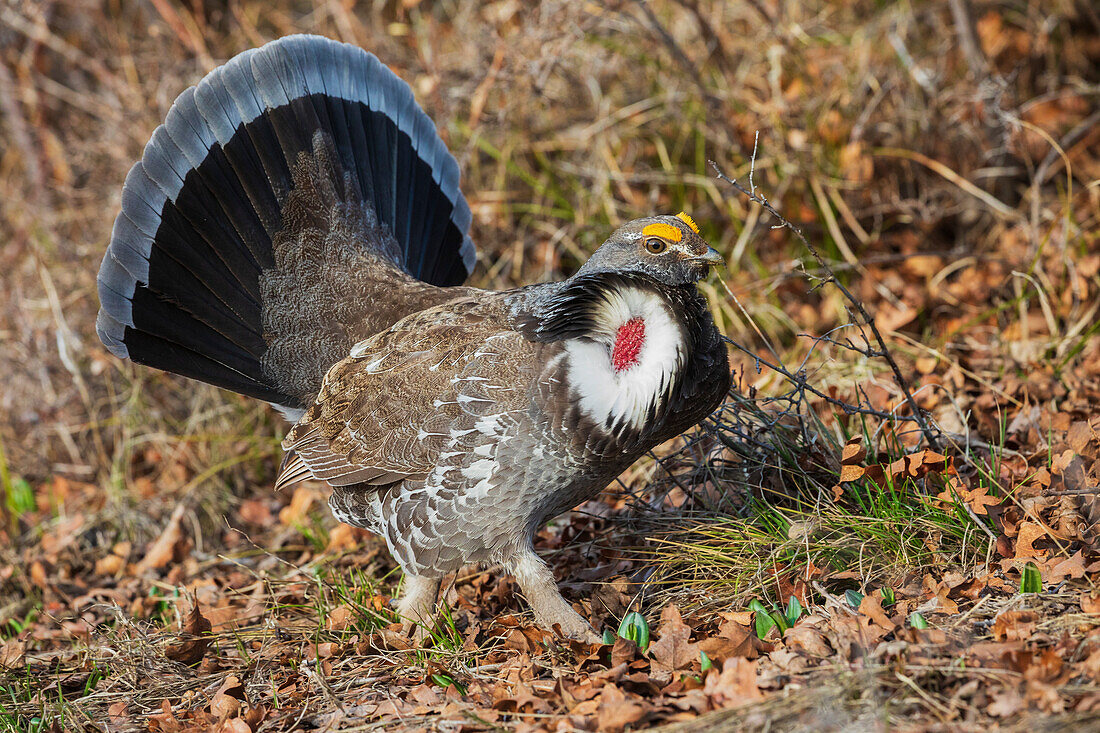 Dusky grouse, courtship display