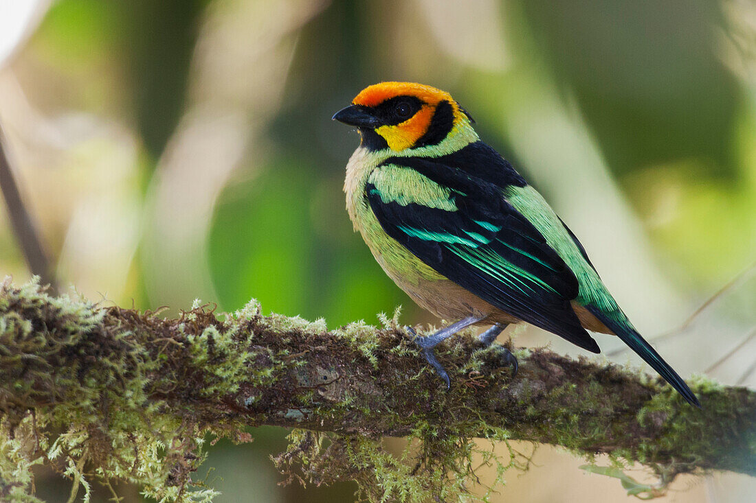 Südamerika, Ecuador. Nebelwald, Flammengesichttangare