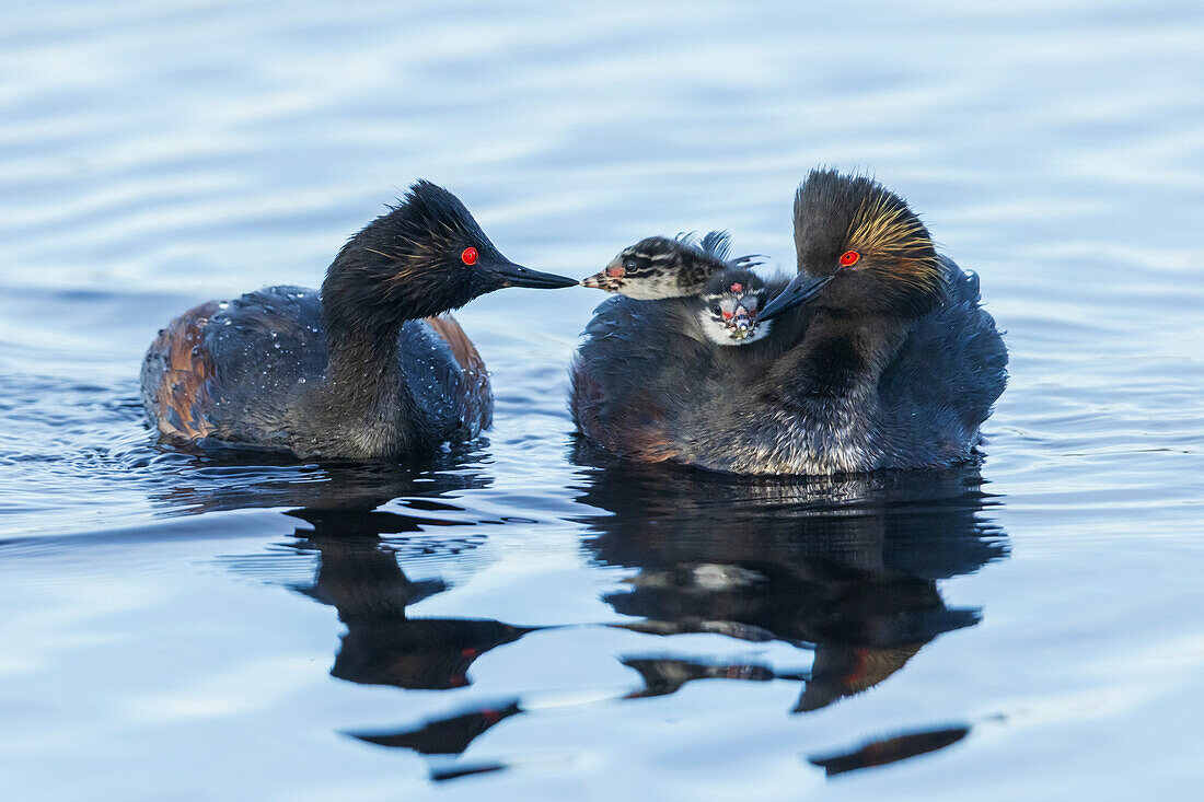 Eared grebe family, parent feeding chicks,. USA, Colorado