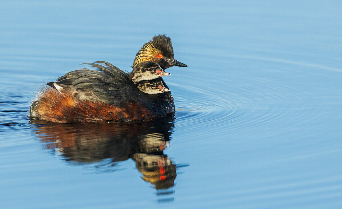 Eared grebe parent giving chicks a ride,. USA, Colorado