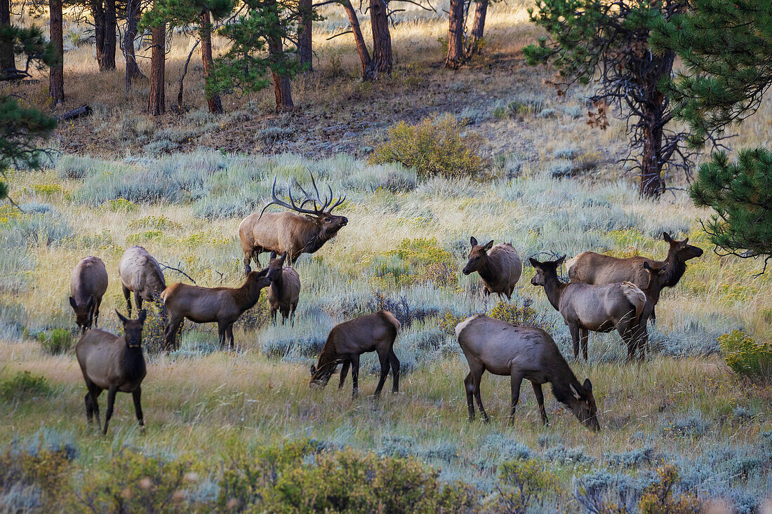 Bull elk with herd of cows