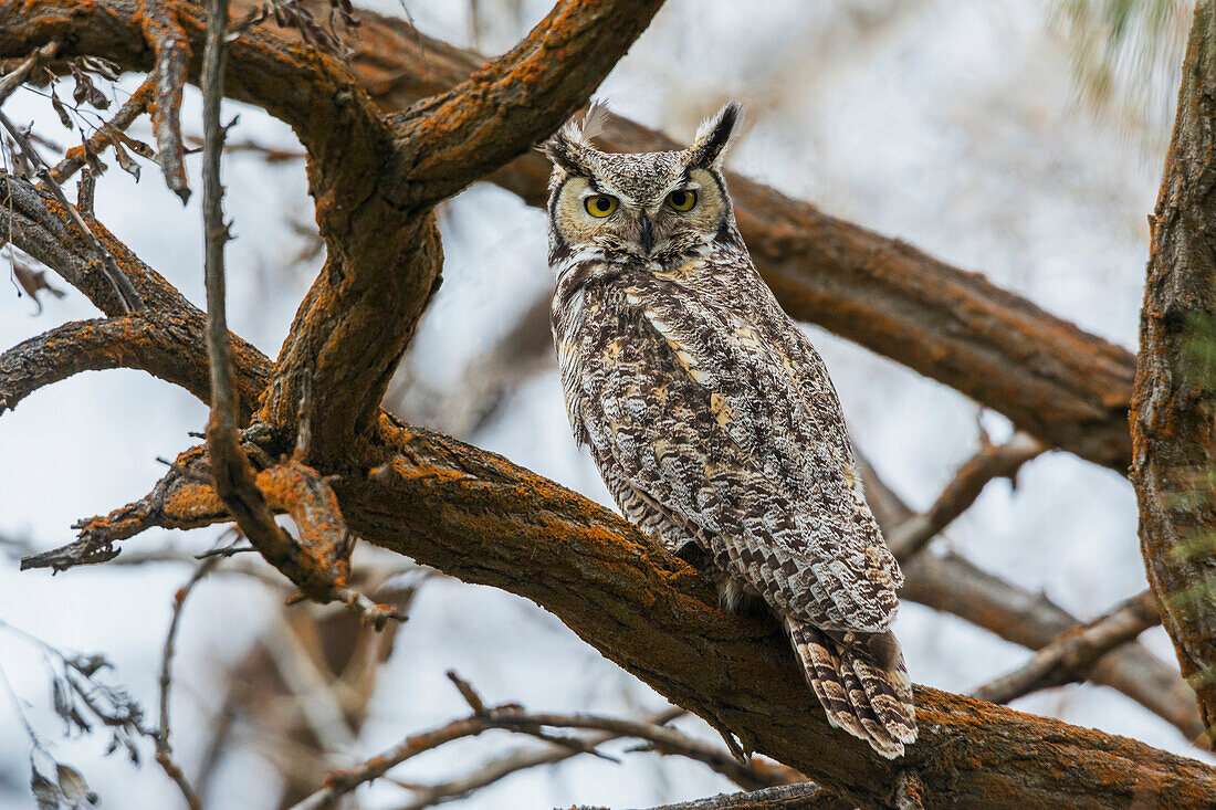 USA, Oregon, Malheur National Wildlife Refuge, Waldohreule mit Blick zurück