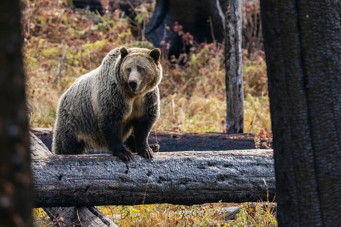 Grizzly bear (sow)