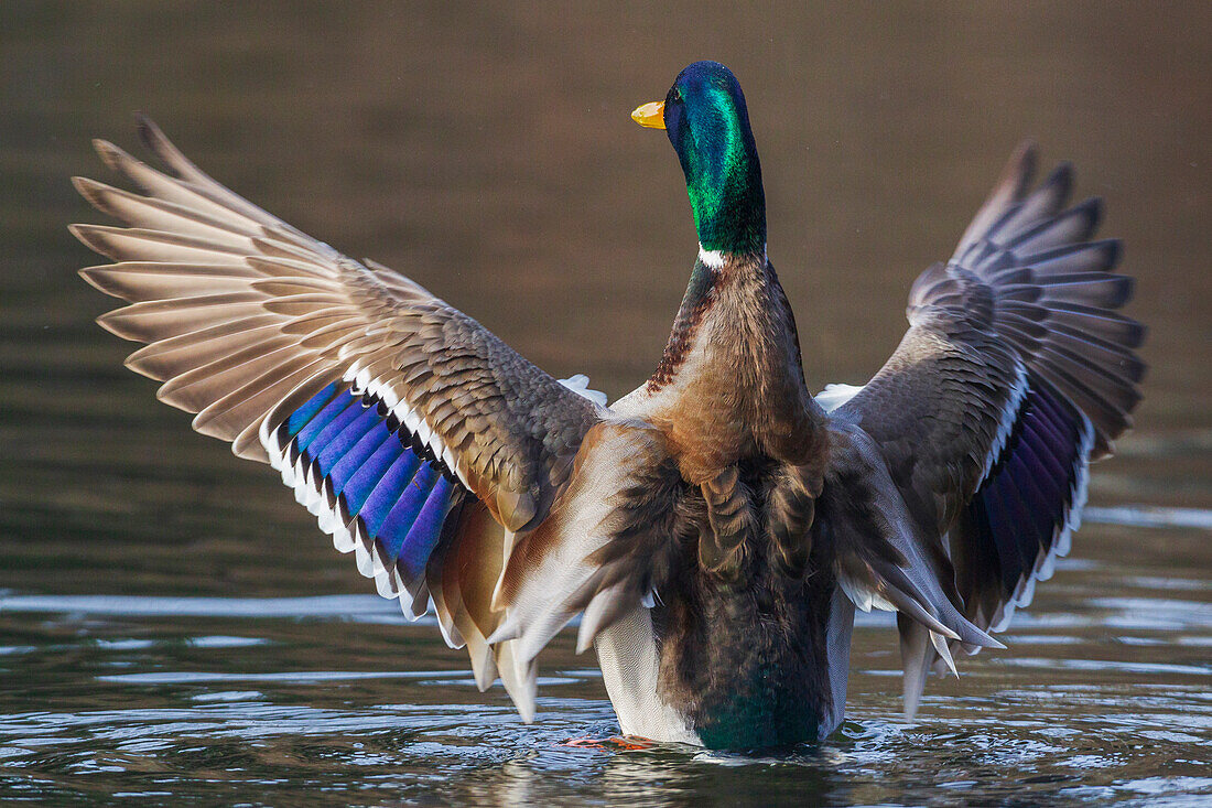 USA, Bundesstaat Washington. National Wildlife Refuge, Stockentenerpel beim Trocknen der Flügel