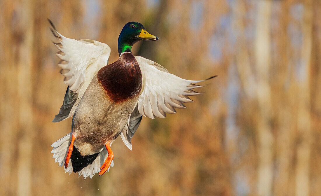 USA, Bundesstaat Washington. Nisqually National Wildlife Refuge, Stockente im Flug