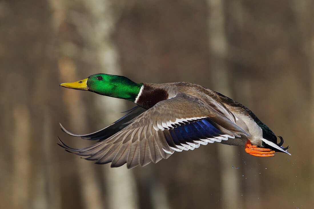 Mallard drake flying