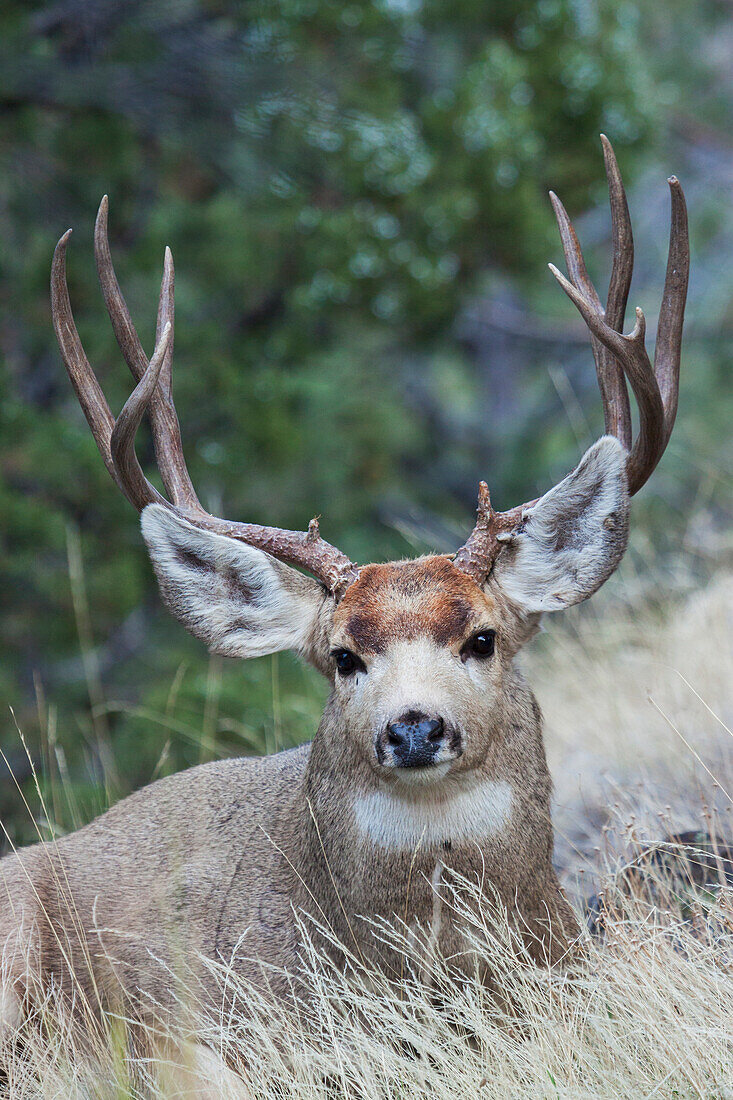 Aufmerksamer Maultierhirschbock beim Ausruhen, Montana, USA