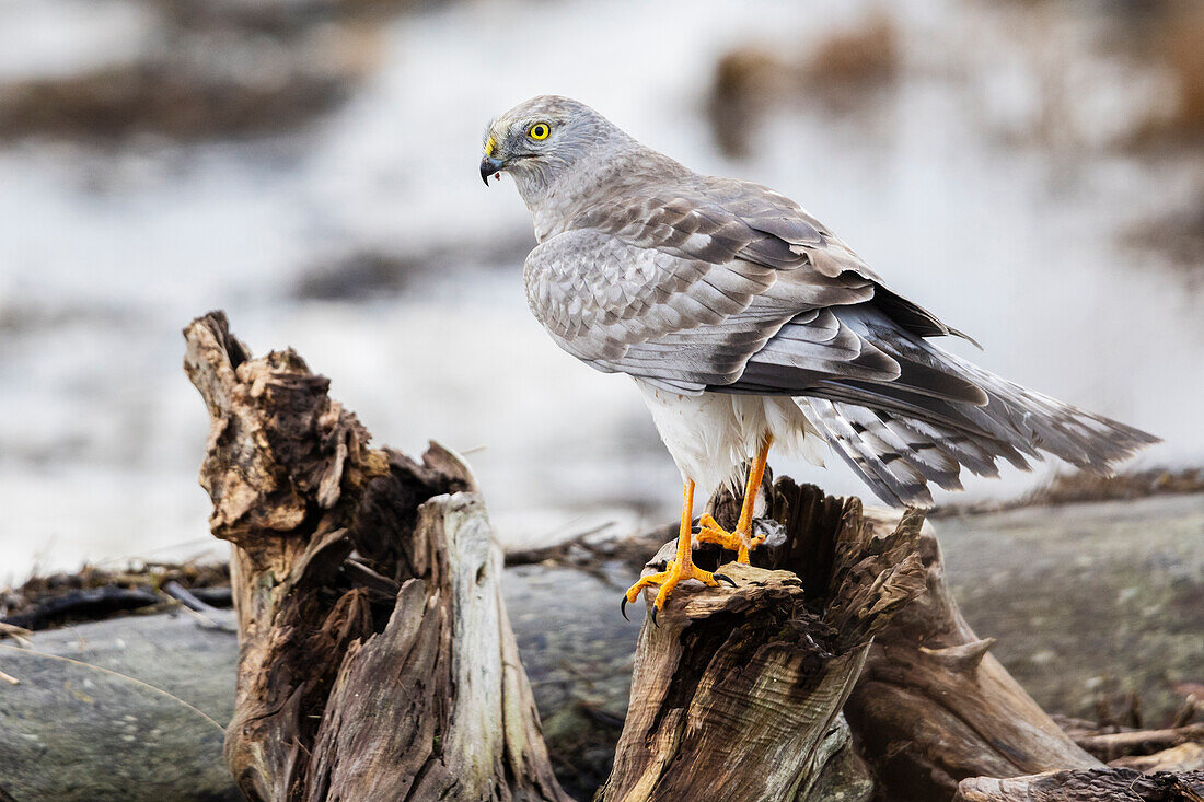 Kanada, Britisch-Kolumbien, Boundary Bay, Kornweihe (Männchen)