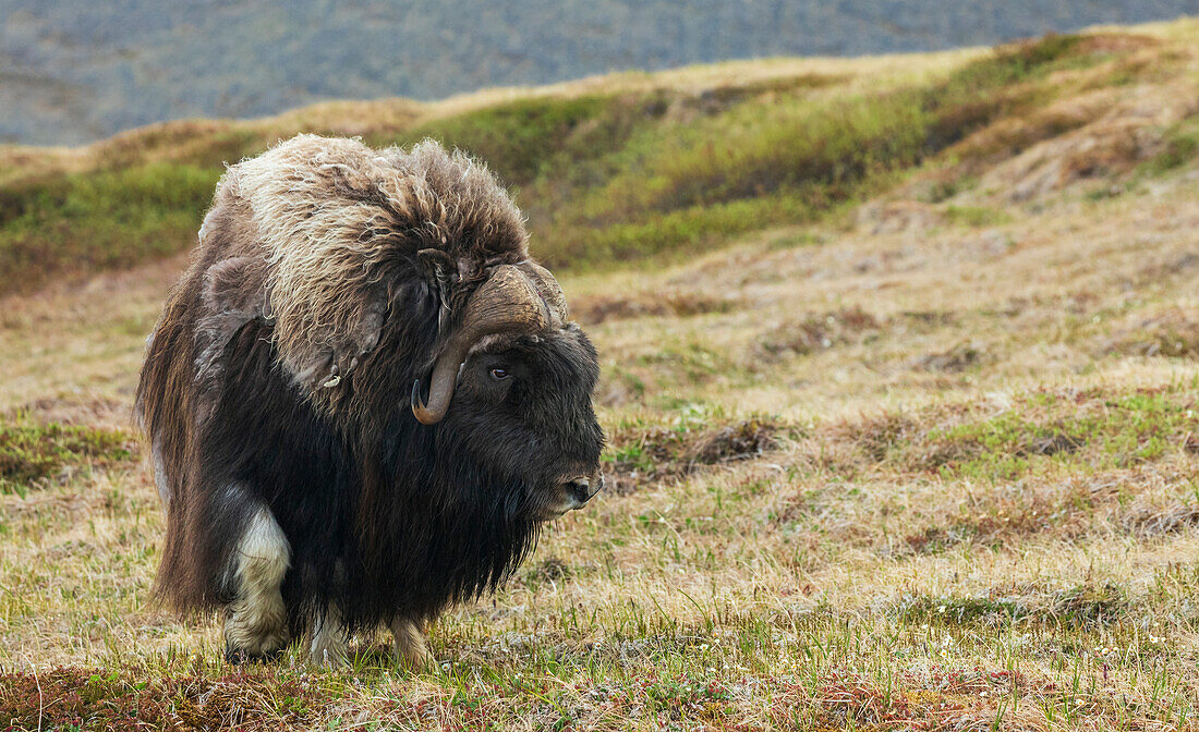 Musk ox, Arctic tundra