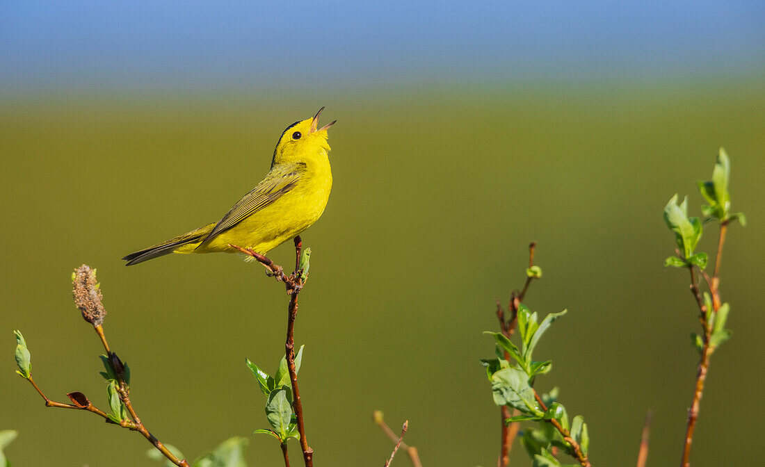 Wilson's Warbler singt vom Weidenbarsch aus, Alaska, USA