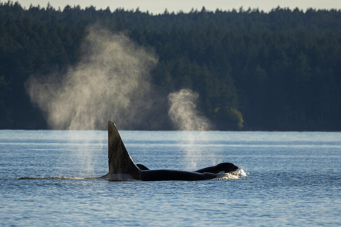 Orcas surfacing