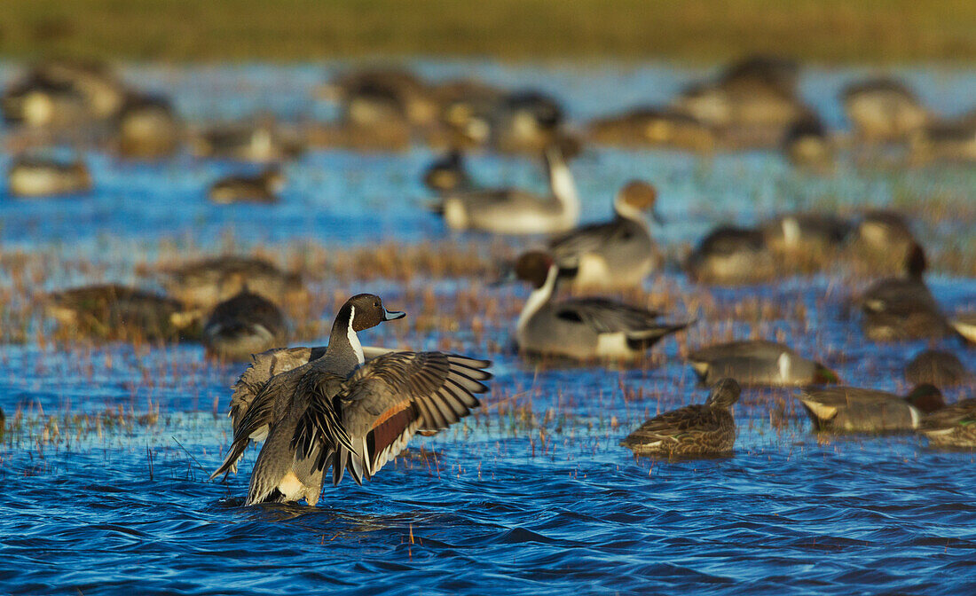 Northern pintail ducks, foraging in flooded agriculture field, migration stop, USA, Oregon