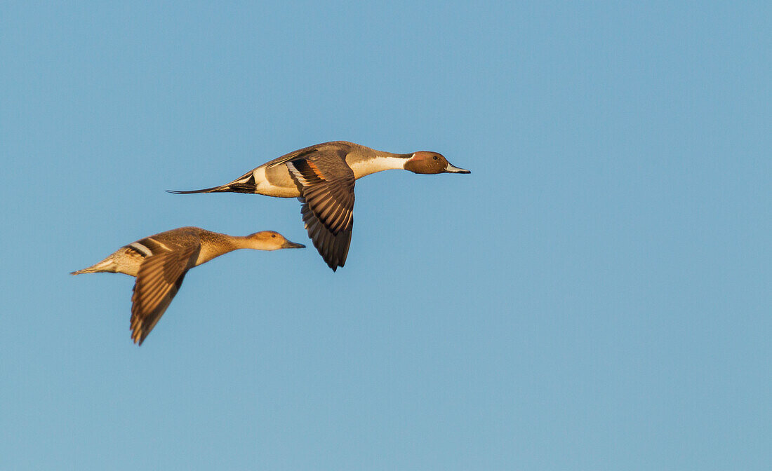 Northern pintail ducks, spring migration, USA, Washington State