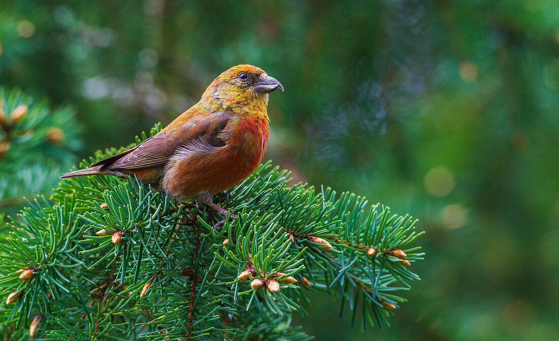 Red crossbill foraging during migration stop, Washington State, USA