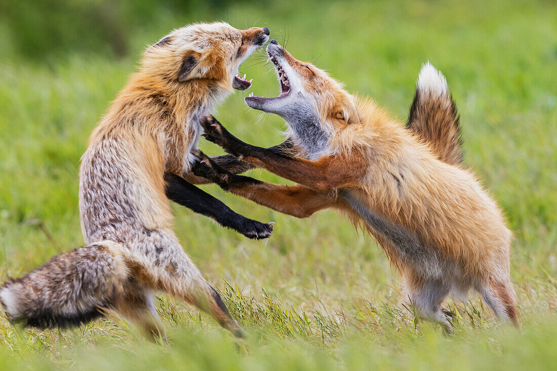 USA, Washington State. San Juan Islands, red fox, adults playing