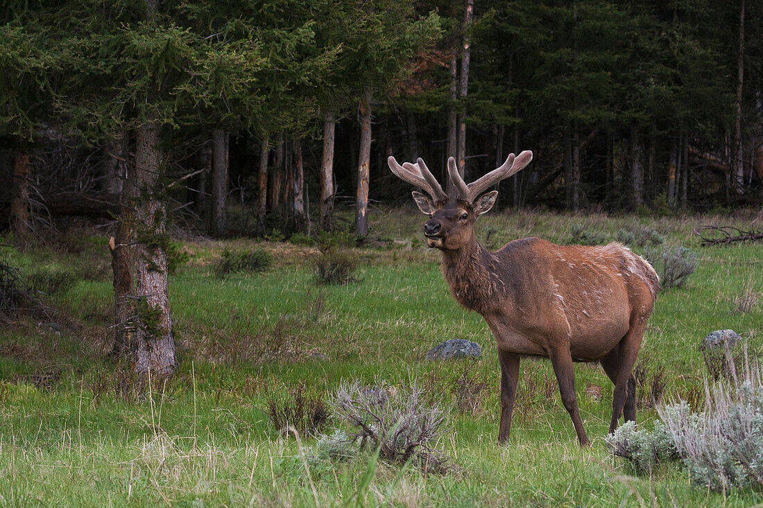 Elchbulle in den Rocky Mountains