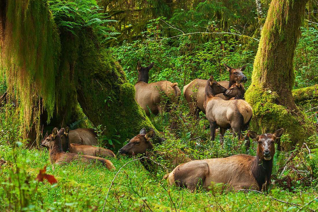 Roosevelt elk resting in the rainforest, Olympic Peninsula, Washington State, USA