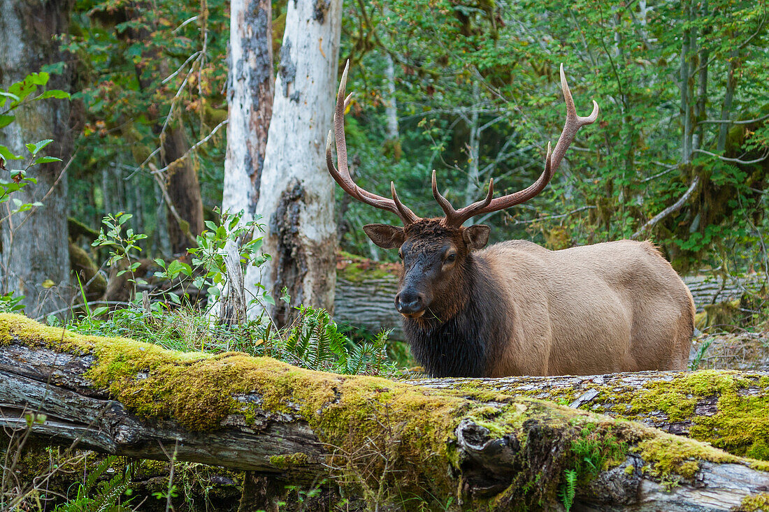 Roosevelt bull elk, Pacific Northwest rainforest