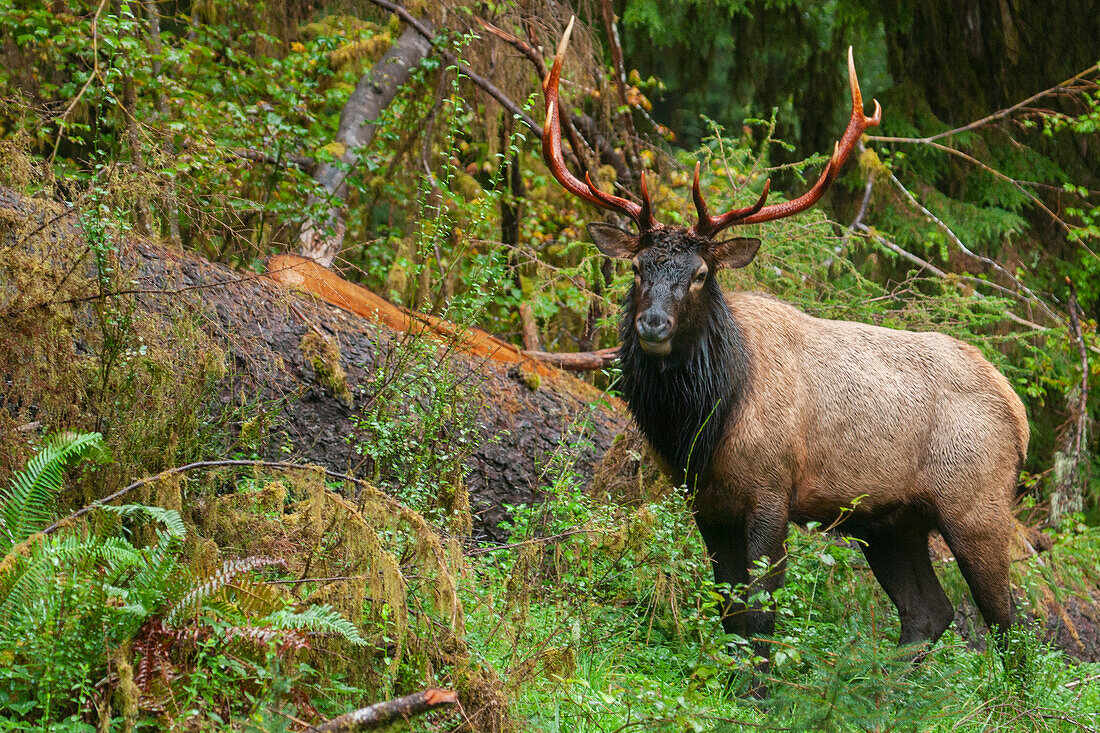 Roosevelt bull elk, Pacific Northwest rainforest