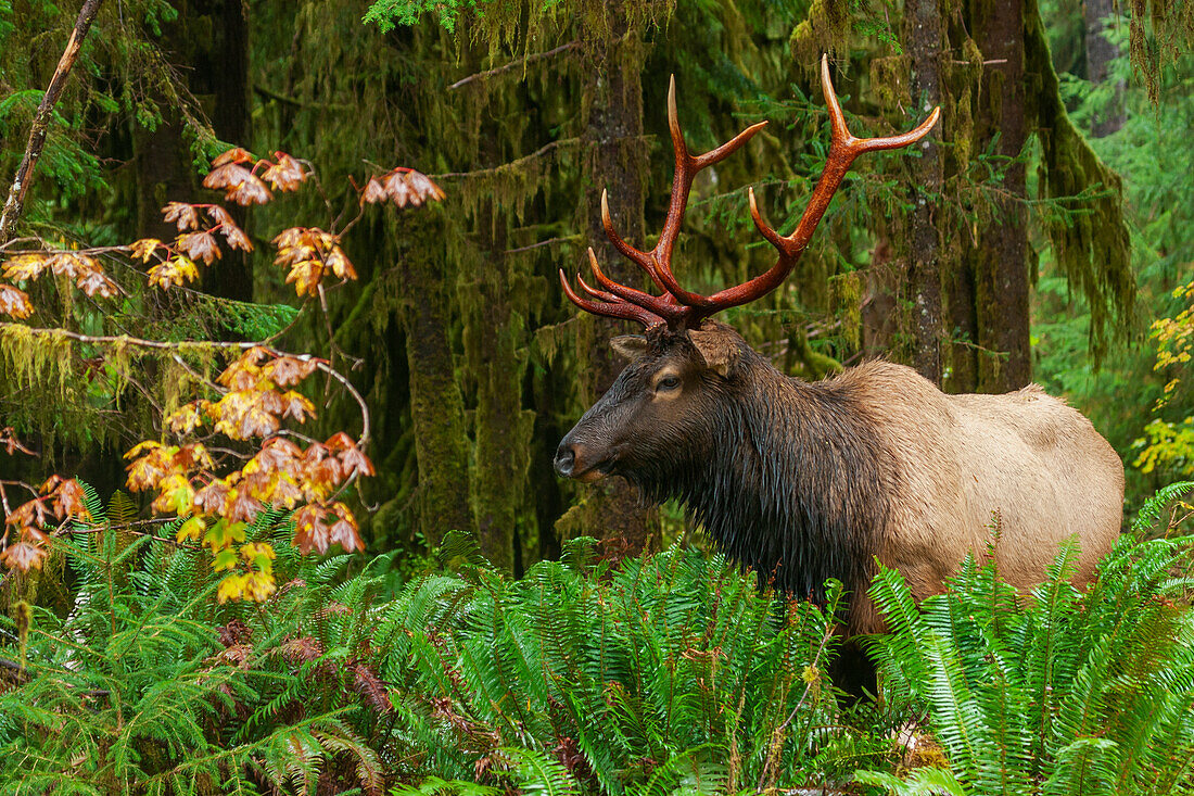 Roosevelt bull elk, USA, Washington State. Olympic National Park