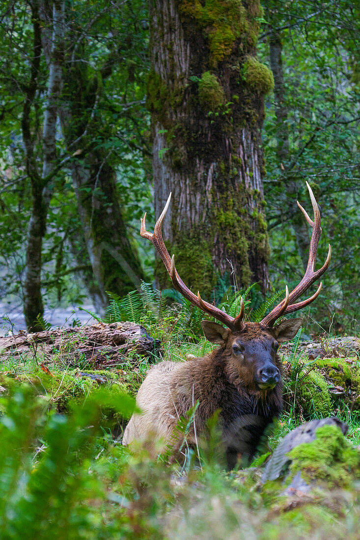 Roosevelt bull elk, Pacific Northwest rainforest