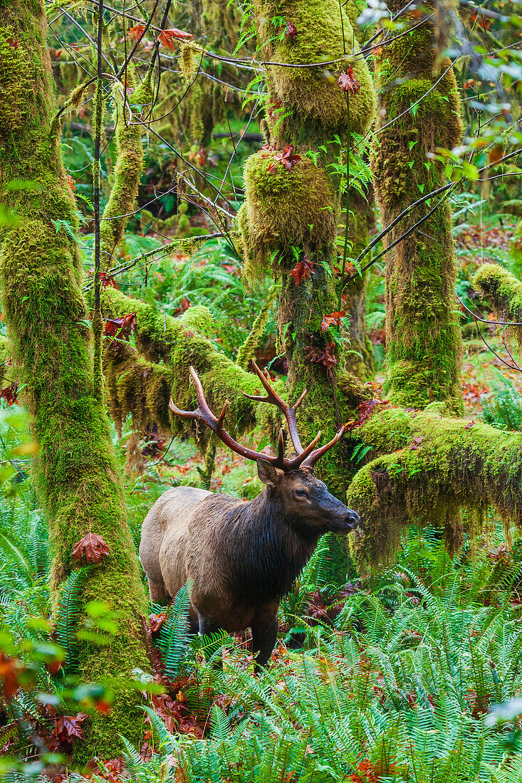 Roosevelt bull elk, USA, Washington State. Olympic National Park