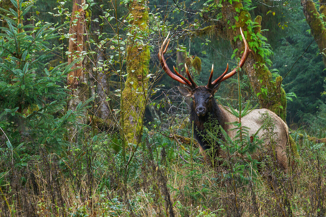 Roosevelt bull elk, Pacific Northwest rainforest